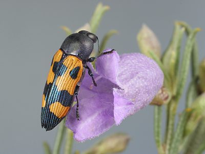 Castiarina vanderwoudeae, PL0168B, female, on Eremophila scoparia, EP